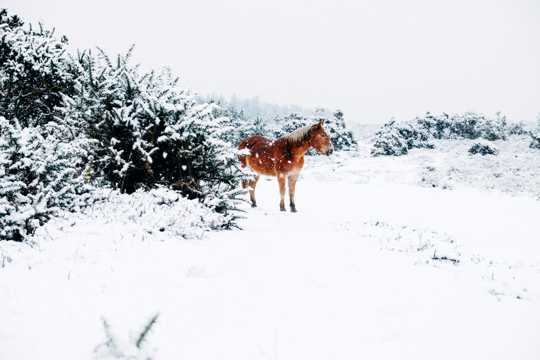 雪地上的骏马图片