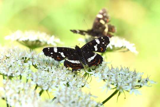 花草上的黑蝴蝶图片