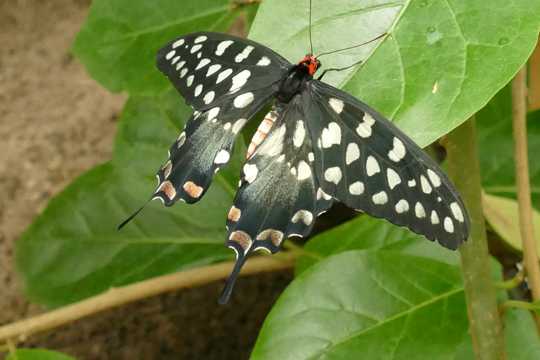 白色的斑点燕尾蝶图片