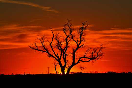 夕阳树木剪影景观图片