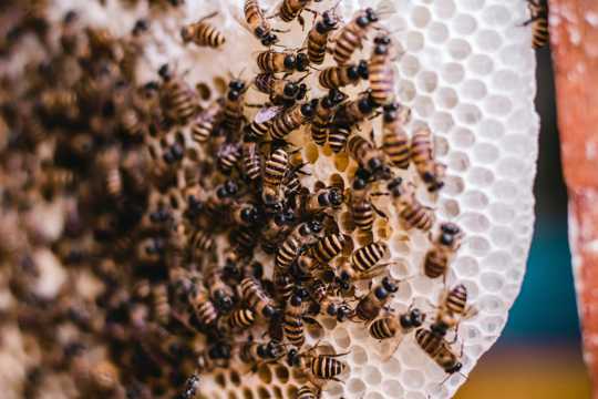 蜂窝上成群的蜜蜂