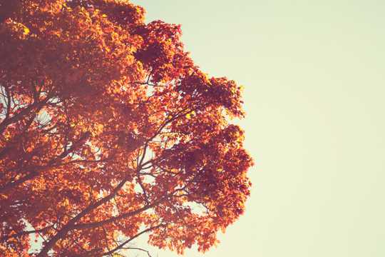 秋日大树景色图片