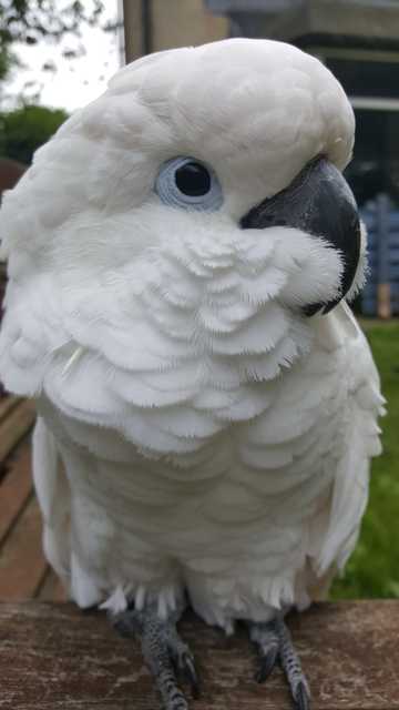 白色的凤头鹦鹉图片