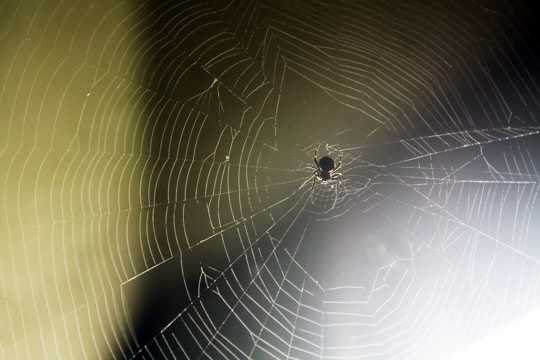 蜘蛛与蜘蛛网图片