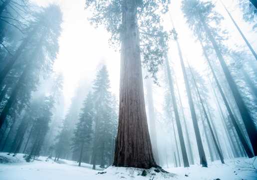 魁伟树木晨雾自然风光图片