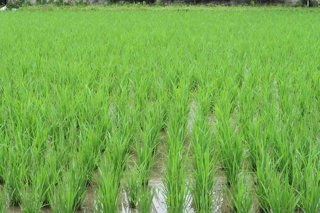 稻田里的绿色水稻图片