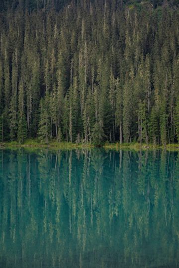 蓝色湖水和绿色森林图片