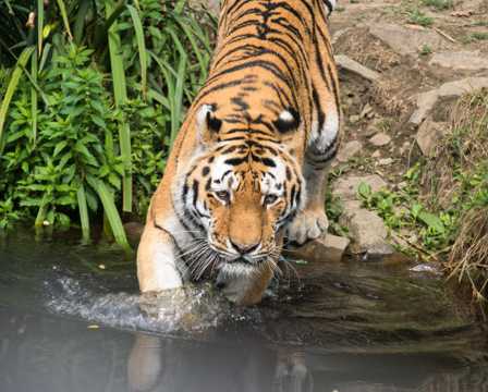 戏水的老虎图片