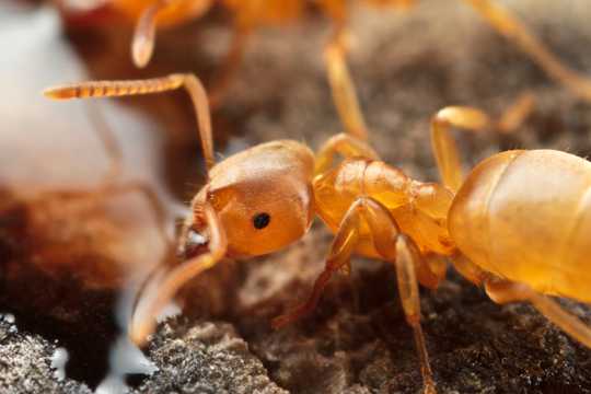红蚂蚁微距特写图片