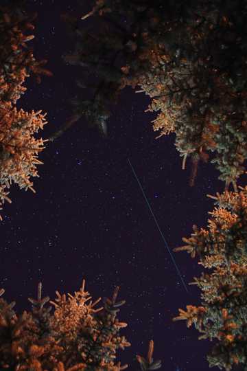 树林上的夜空图片