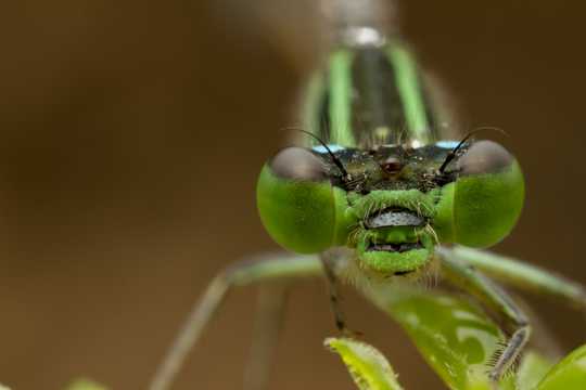 蜻蜓的眼睛图片
