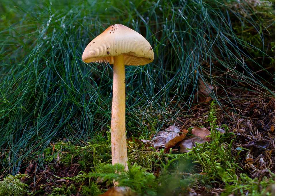 丛林伞状蘑菇图片