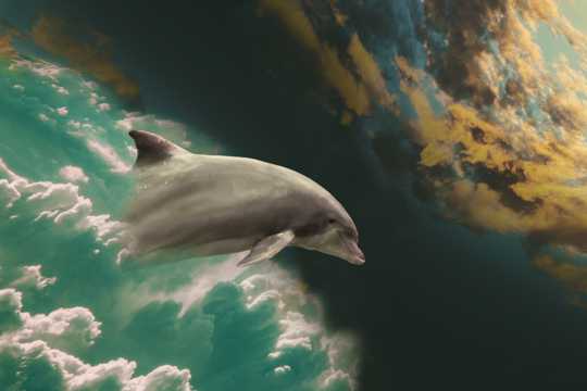 可人的海豚图片
