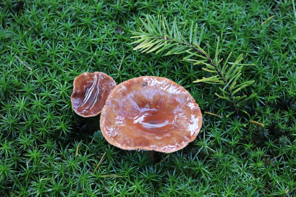 草地上的野生蘑菇图片