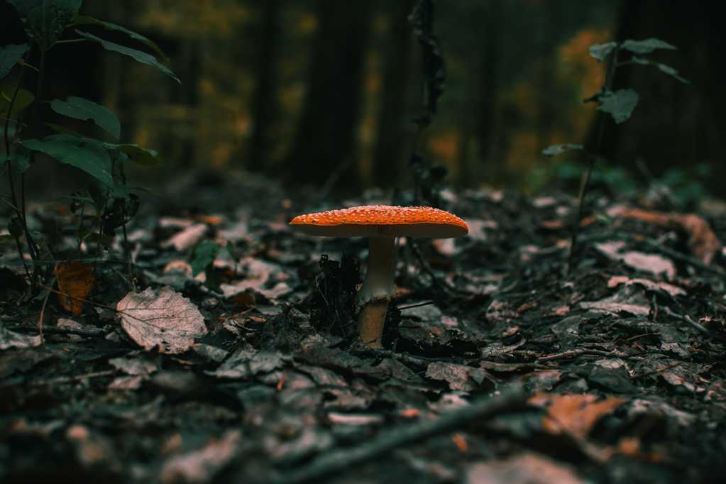 树林红色伞状毒蘑菇图片