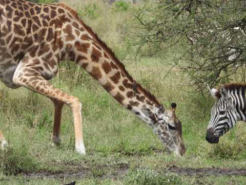 长颈鹿低头吃草图片