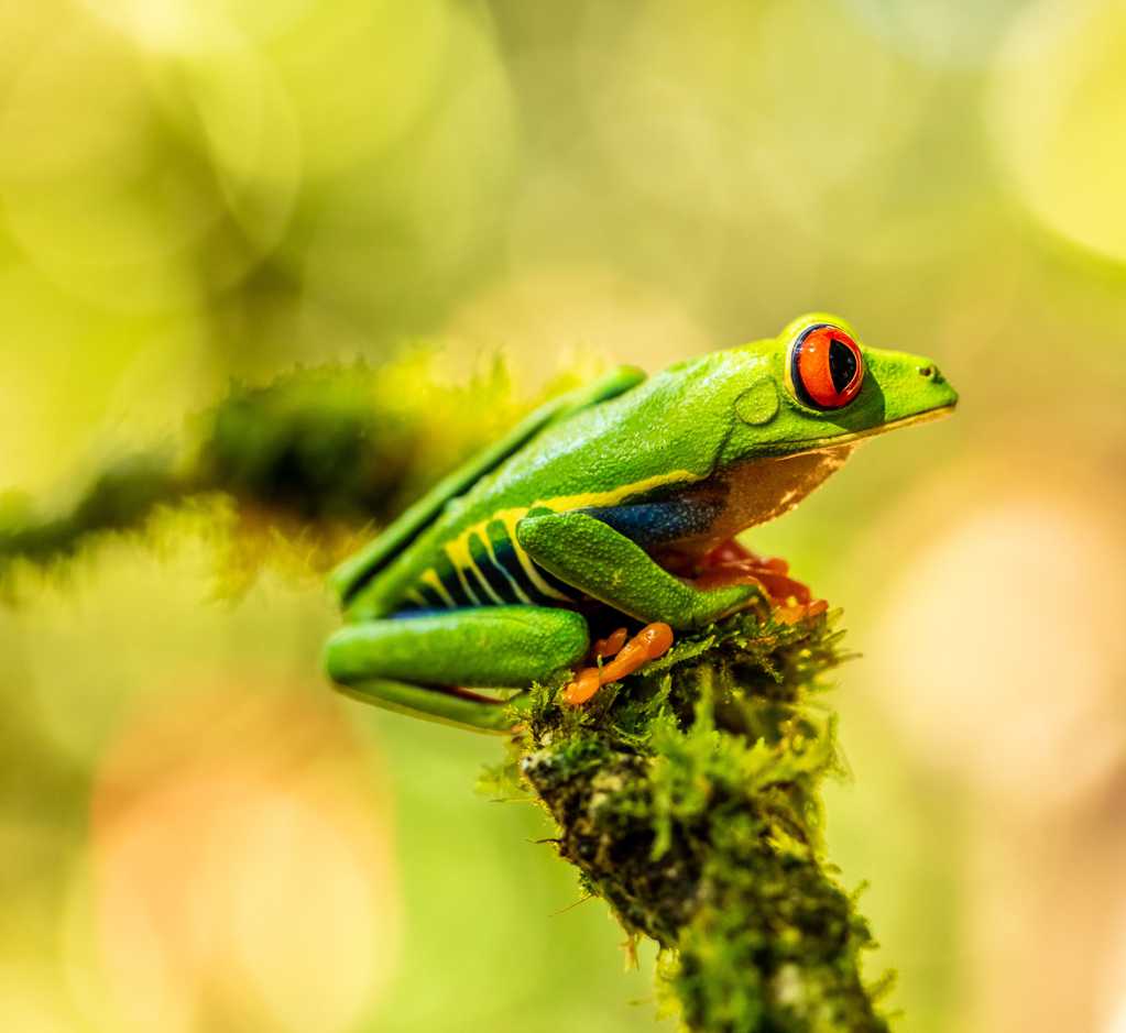 野生绿纹树蛙图片
