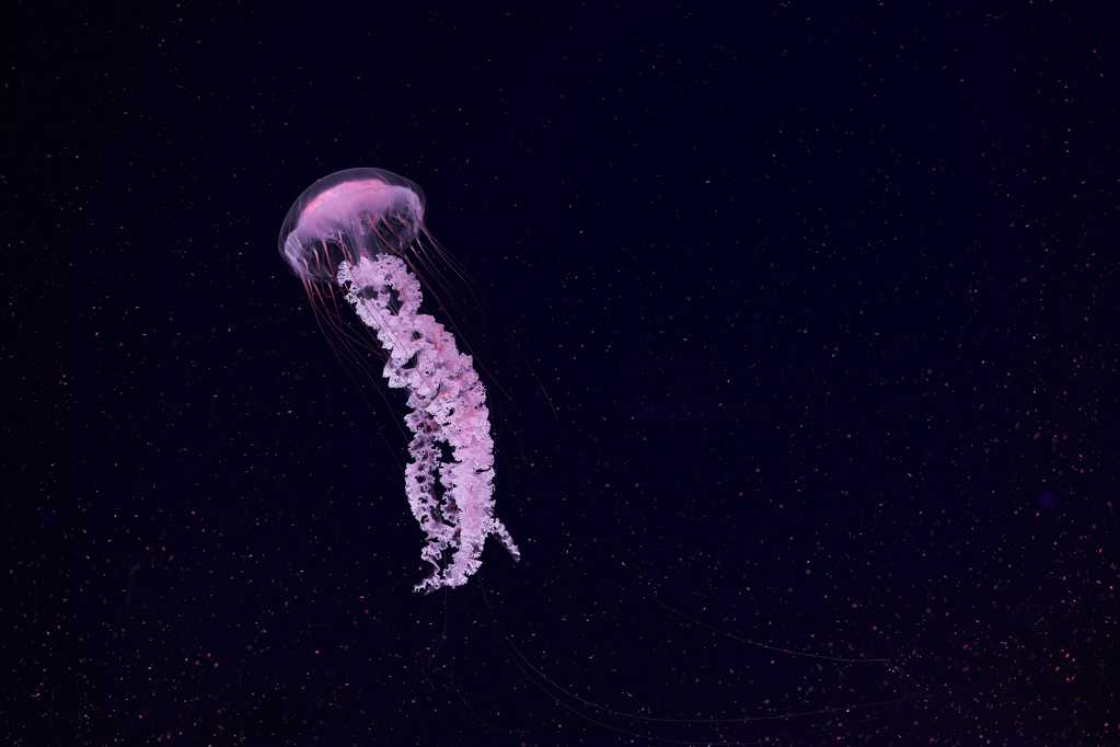 大海里的水母图片