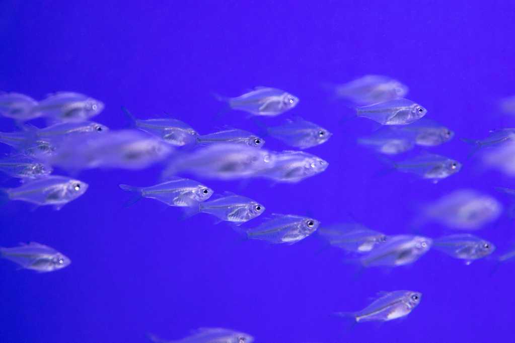 水族馆玻璃鱼图片