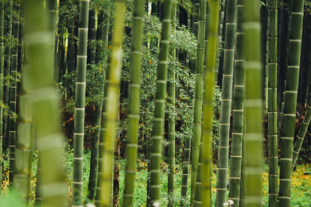 耸立的竹子图片