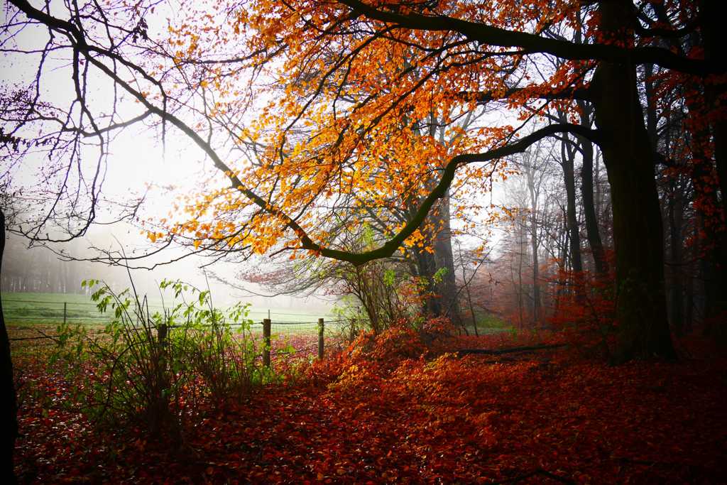秋日枯叶森林风光图片