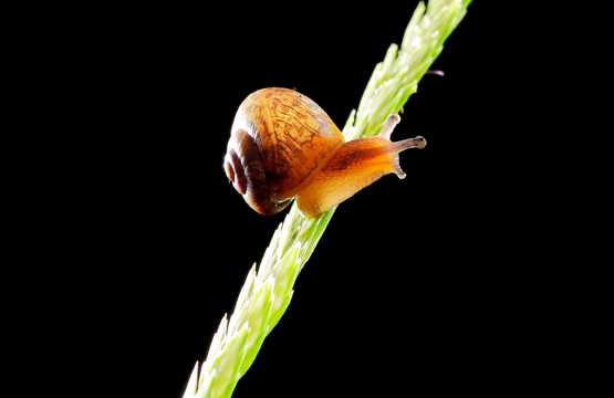 奋力爬行的蜗牛图片