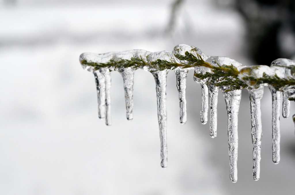 树枝上的冰柱图片