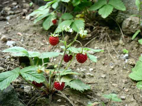 野草莓的药用功效图片