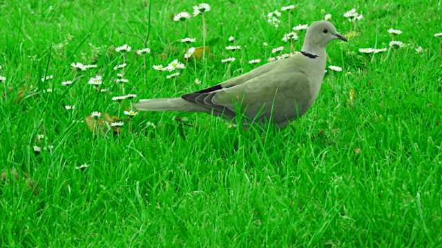绿草坪上的灰鸽子图片