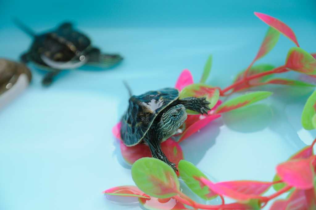 珍珠龟高清图片