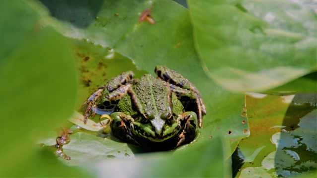 池塘绿青蛙图片