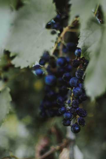 树上的蓝莓图片
