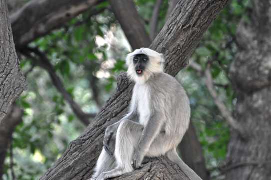 印度灰叶猴高清图片
