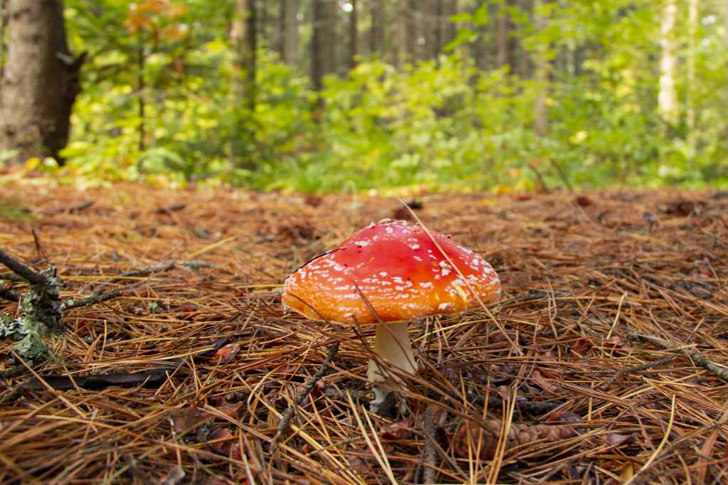 伞状的牛肝菌菇图片