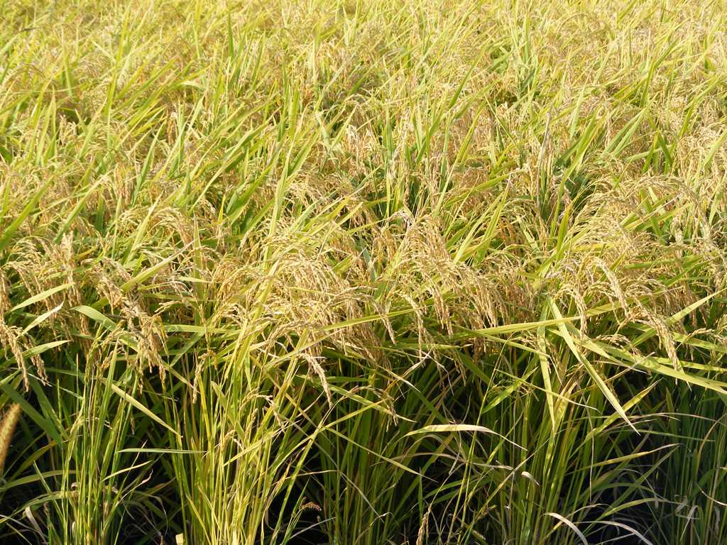 稻田水稻风景图片