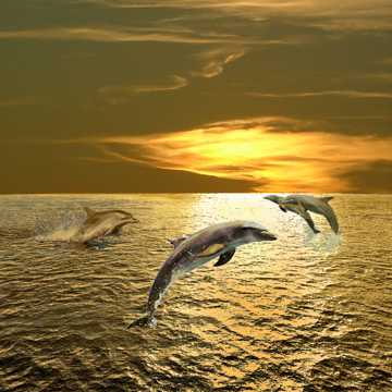 高清可人海豚图片