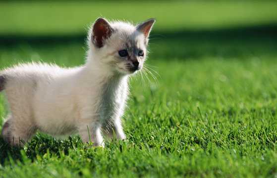 草场小猫咪图片