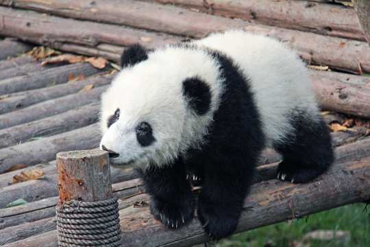 憨态可掬的大熊猫图片