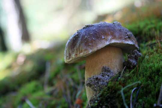 草原毒蘑菇拍摄图片