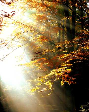 秋天的逆光树林图片