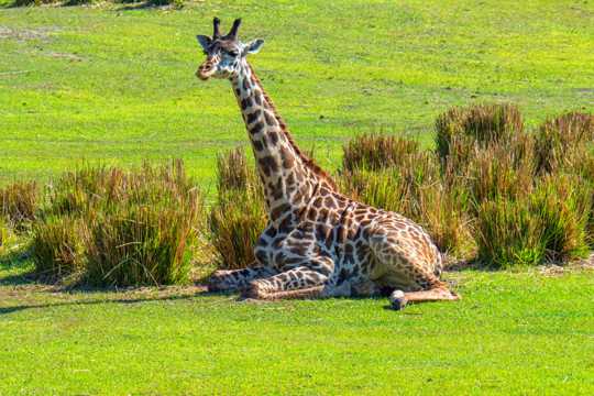 长颈鹿休息图片