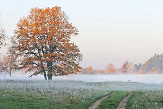 秋季树木景象图片