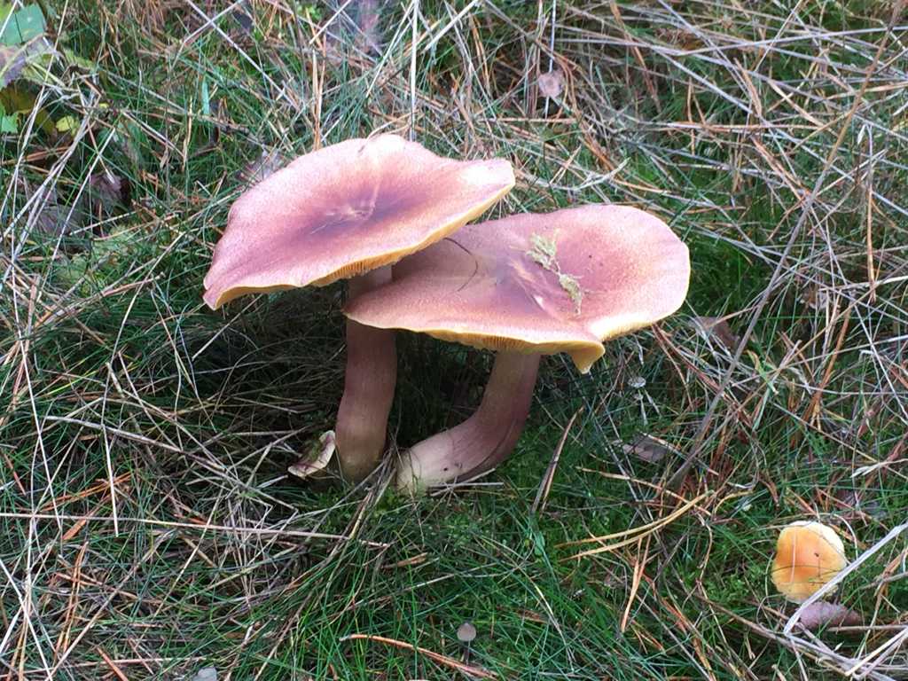 草原上的两朵蘑菇图片