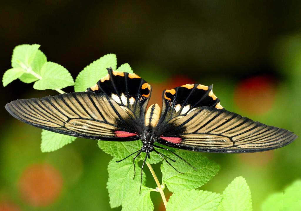黑色和棕色的蝴蝶,燕尾高清壁纸
