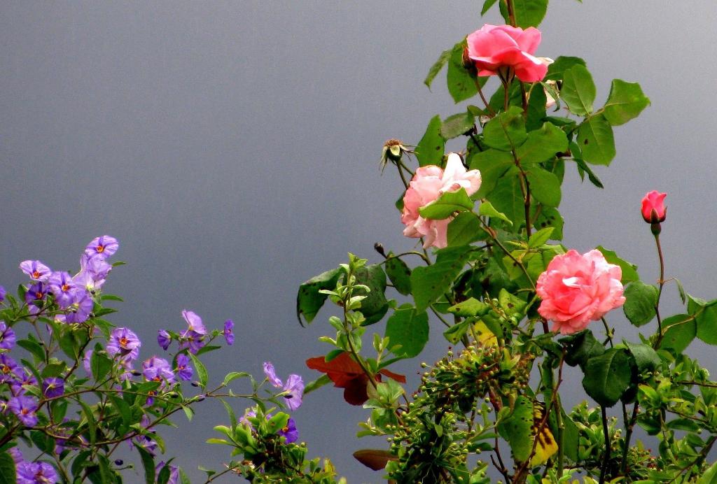 花园,玫瑰,法国,公园,Cagnes-sur-Mer