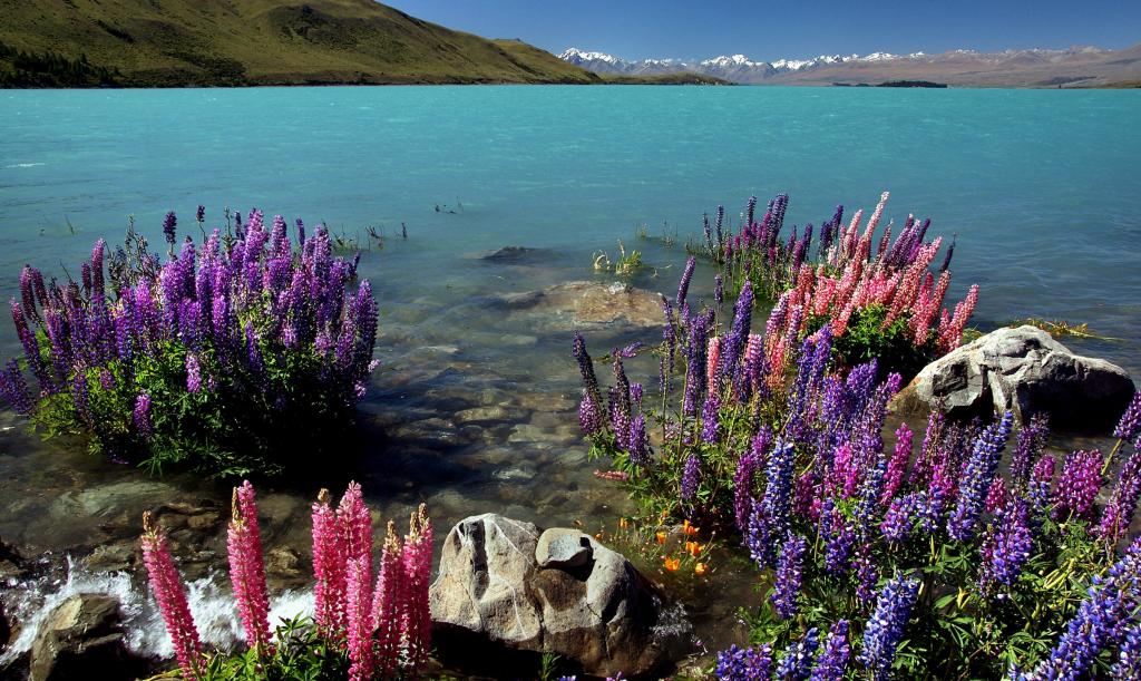 紫色和粉红色的白色岩石附近的花围绕着水,羽扇,特卡波湖,新西兰高清壁纸
