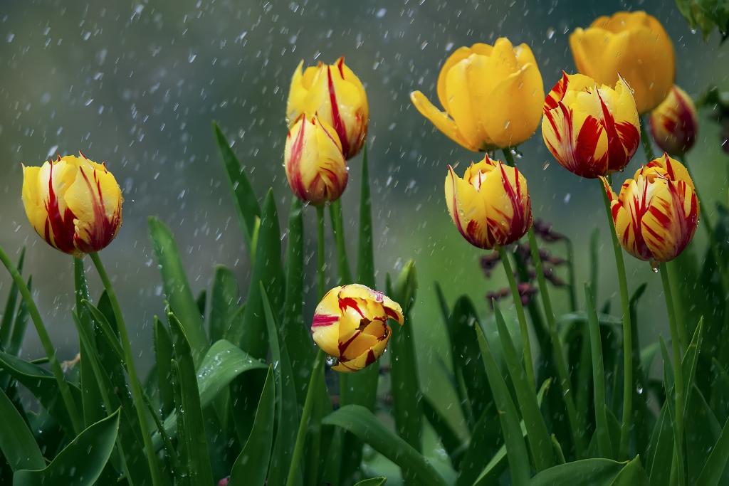 鲜花,雨,郁金香