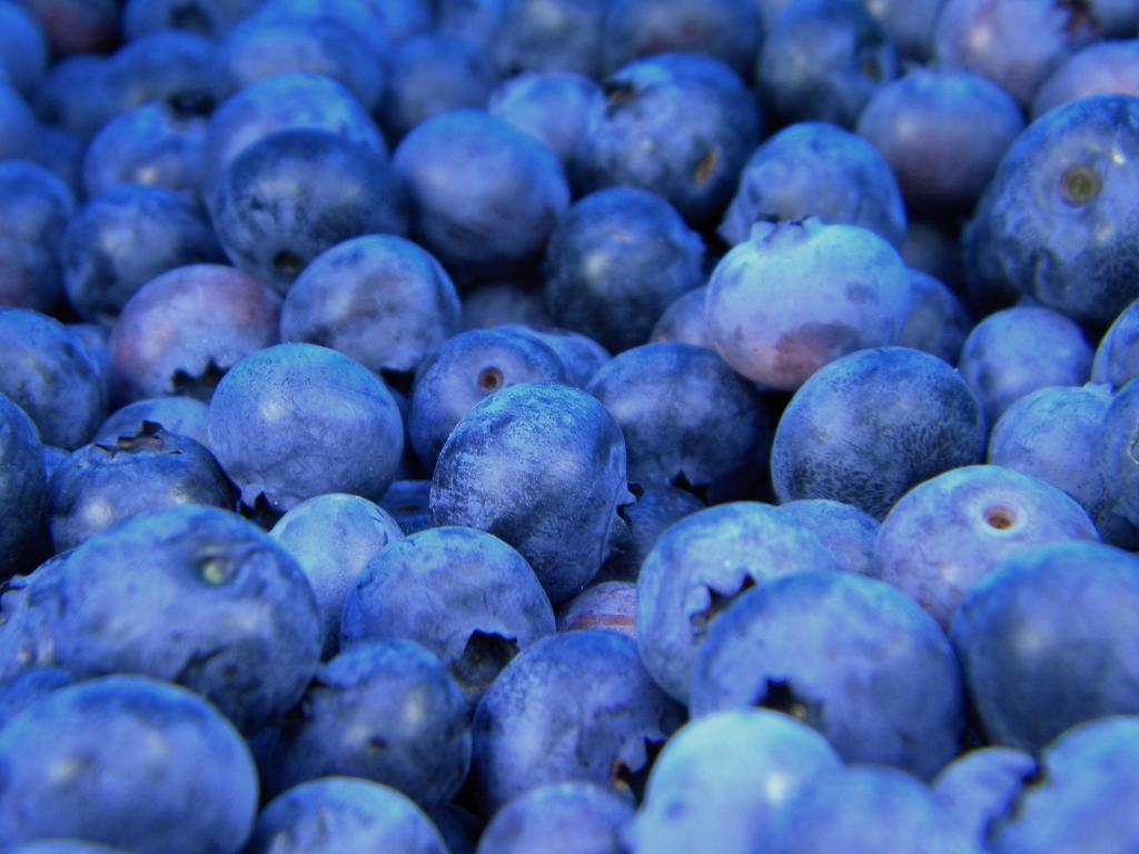 蓝莓高清壁纸
