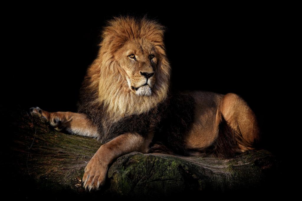 狮子座,野兽,国王