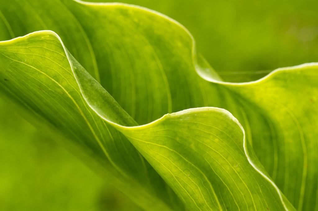 选择性焦点摄影的绿叶植物高清壁纸